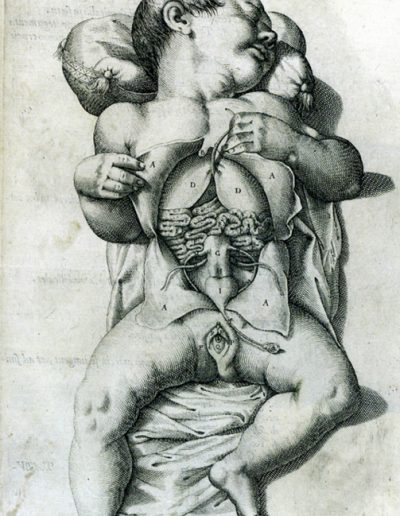 Dessin de Casseri, 1600, demi-écorché d’une jeune fille
