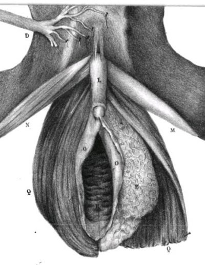 1836 Flourens; Deschamp