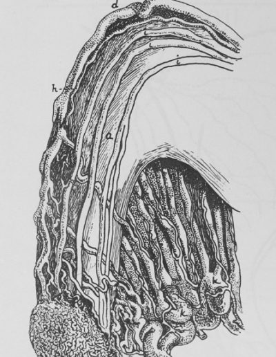 1850 Kobelt clitoris