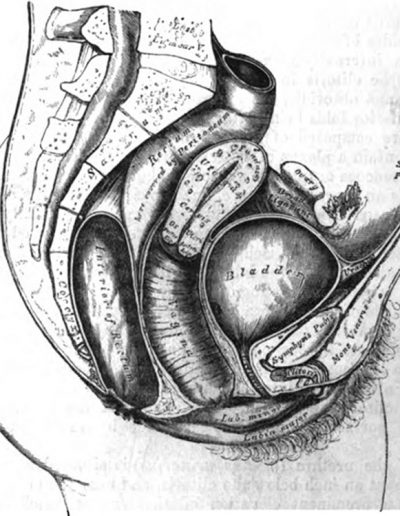 1858 Gray's anatomy