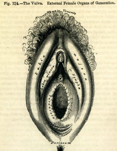 1858 Gray's anatomy, vulve