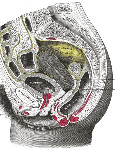 1918 Gray's anatomy : organes sexuels féminins