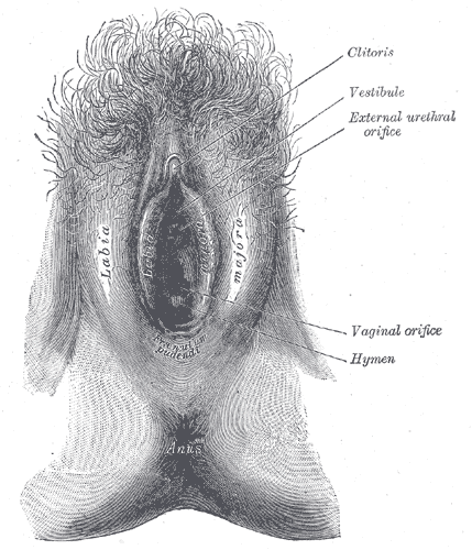 1918 Gray's anatomy : vulve