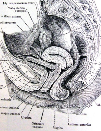 1918 Gray's anatomy : organes sexuels féminins