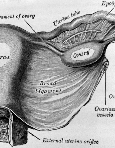 1948 Gray's anatomy : ligament ovaire