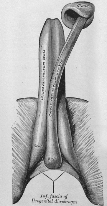 1948 Gray's anatomy : pénis