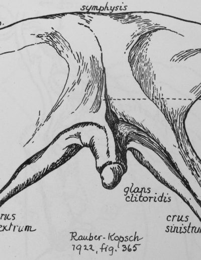 1949 Dickinson clitoris