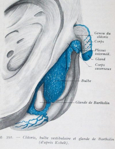 1962 Rouviere clitoris