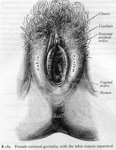 1973 gray's vulve